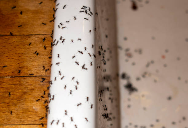 Best Flea Control Services  in Lionville, PA