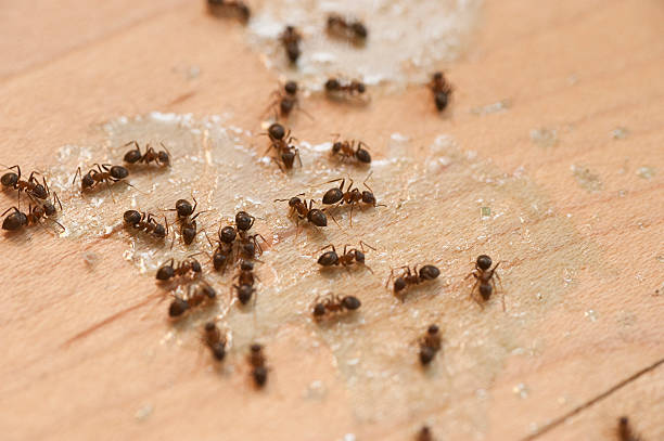 Best Insect Control  in Lionville, PA